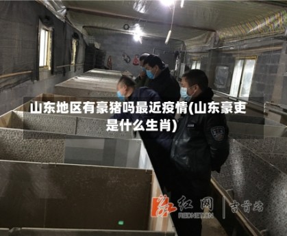 山东地区有豪猪吗最近疫情(山东豪吏是什么生肖)