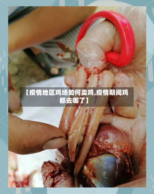 【疫情地区鸡场如何卖鸡,疫情期间鸡都去哪了】-第1张图片