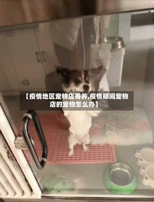 【疫情地区宠物店寄养,疫情期间宠物店的宠物怎么办】-第1张图片