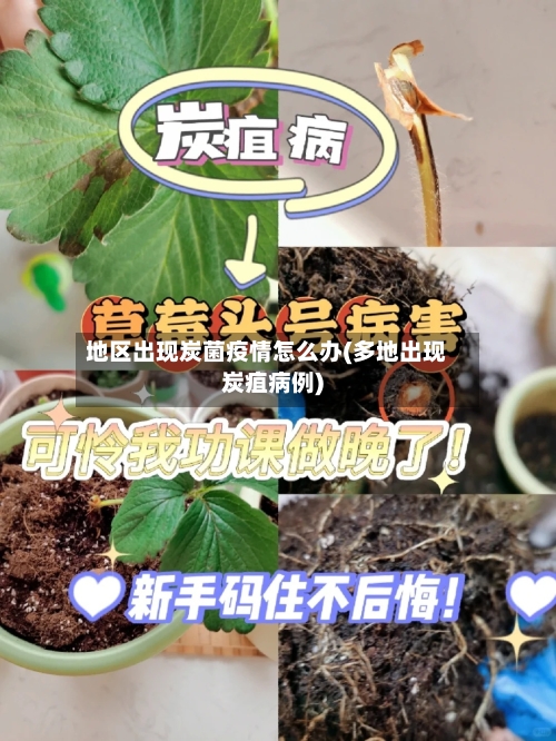 地区出现炭菌疫情怎么办(多地出现炭疽病例)-第3张图片