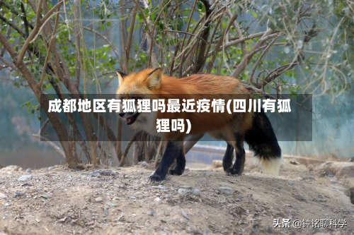 成都地区有狐狸吗最近疫情(四川有狐狸吗)-第2张图片